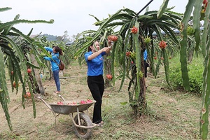 Liên kết để phát triển sản xuất