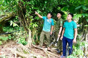 Suối Bàng làm tốt công tác quản lý, bảo vệ rừng