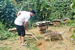 Thuận Châu: Trồng mới hơn 1.300 ha cây ăn quả