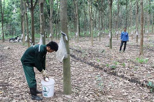 Hơn 10 năm phát triển cây cao su ở Sơn La