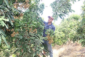 Sản lượng các loại cây ăn quả niên vụ 2018 tăng cao