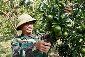 Nông dân Sốp Cộp giúp nhau phát triển kinh tế