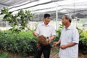Quản lý sản xuất, kinh doanh giống cây ăn quả - Thực trạng và giải pháp: Kỳ I: Thực trạng sản xuất, kinh doanh giống cây ăn quả