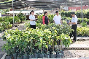 Quản lý sản xuất, kinh doanh giống cây ăn quả - Thực trạng và giải pháp: Kỳ II: Giải pháp cho quản lý về giống cây ăn quả