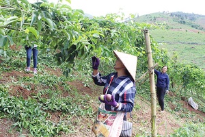 Thêm động lực cho vùng đồng bào dân tộc thiểu số phát triển