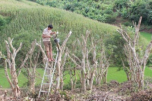 Mường La: Bình quân mỗi xã đạt 9,4 tiêu chí về xây dựng nông thôn mới