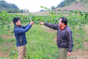 Mộc Châu: Chuyển đổi 1.561 ha cây trồng trên đất dốc