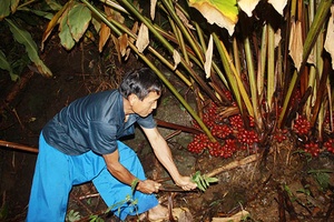 Cây thảo quả ở xã vùng cao Hang Chú