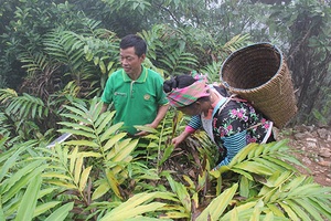 Thu lãi trên 300 triệu/năm nhờ trồng sa nhân