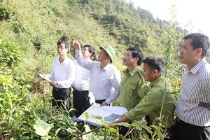 Đồng chí Phó Chủ tịch UBND tỉnh kiểm tra công tác trồng rừng tại Thuận Châu