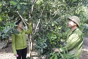 Trung tâm Khuyến nông tỉnh: Mở 13 lớp tập huấn, hướng dẫn kỹ thuật sản xuất cho nông dân