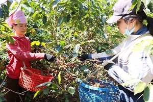 Mùa cà phê ở Bon Phặng