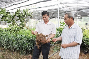 Chú trọng chất lượng giống cây ăn quả lưu vườn