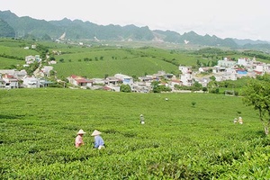 Vinatea Mộc Châu - niềm tự hào ngành chè Việt Nam