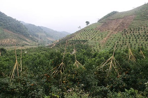 Phù Yên sẵn sàng cho Ngày hội văn hóa, thể thao và Ngày hội cam