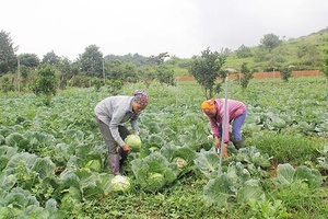 Sản xuất rau sạch ở HTX rau an toàn Tự Nhiên