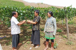 Phiêng Cài - điểm sáng xây dựng cuộc sống mới