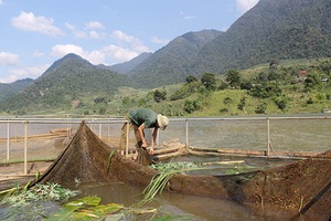 Phù Yên phát triển nuôi trồng thủy sản