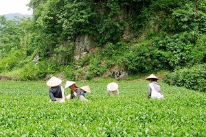 Cây chè ở bản Nong Lào