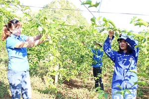 Cán bộ trẻ - tạo sức bật cho HTX nông nghiệp