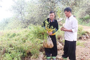 Quan tâm hỗ trợ đồng bào dân tộc thiểu số vùng đặc biệt khó khăn