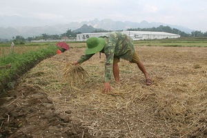 Cây vụ đông ở Gia Phù