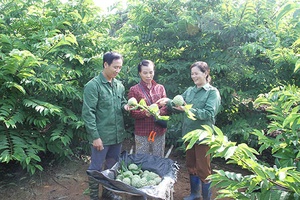 “Bà đỡ” giúp hợp tác xã phát triển