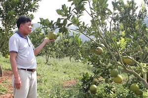 CCB Mộc Châu phát triển mô hình trồng cây ăn quả