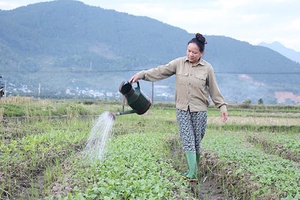 Sản xuất cây vụ đông ở Phù Yên