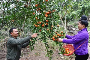 Nậm Lạnh đào tạo nghề cho lao động nông thôn