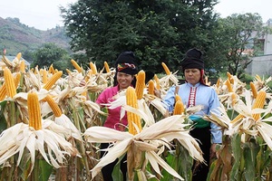 Mai Sơn: Mở 332 lớp tập huấn kỹ thuật