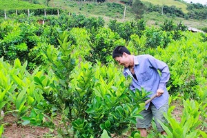 Mộc Châu: Xây dựng mô hình nông nghiệp cho 2.733 hộ