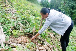 Viêng Lán cải thiện thu nhập từ củ đậu