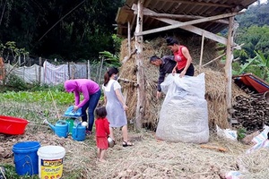 Chủ động thức ăn cho đàn vật nuôi