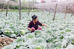 Sản xuất theo chuỗi ở HTX Nông nghiệp Hoàng Hải