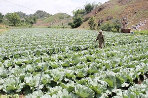 Mộc Châu phát triển hợp tác xã, tổ hợp tác lĩnh vực nông nghiệp