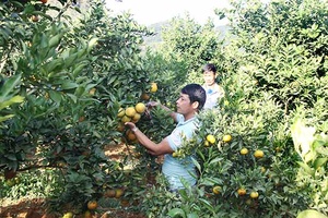 Mai Sơn: Tăng cường công tác quản lý chất lượng nông, lâm, thủy sản