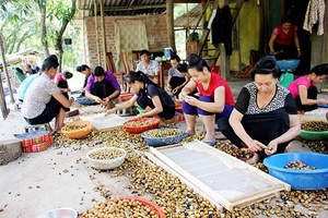 Đặc sản long nhãn Sông Mã