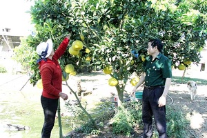 Cây bưởi trên đất Mai Sơn