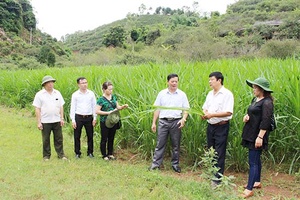 Hiệu quả từ Quỹ hỗ trợ nông dân