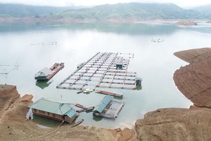 Phát triển nghề nuôi cá lồng trên lòng hồ thủy điện Sơn La