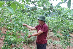 Chanh leo ở Mai Sơn