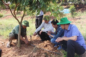 Hơn 10 nghìn ha cây trồng được áp dụng quy trình sản xuất, đảm bảo vệ sinh ATTP
