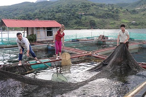 Hiệu quả đồng vốn chính sách ở Quỳnh Nhai