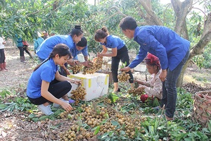 Nông sản Sơn La vươn ra thị trường thế giới