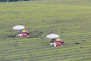 Vân Hồ phát triển du lịch gắn với nông nghiệp bền vững