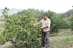 Nà Sài - Điểm sáng chuyển đổi sản xuất