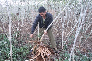 Chiềng Mung đẩy mạnh phát triển kinh tế