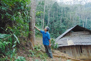 Cây xoan ở bản Piềng Chà