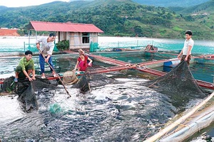 Khi đồng vốn chính sách về với nông dân